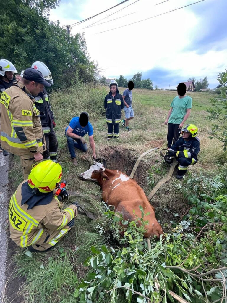 Strażacy uratowali… krowę