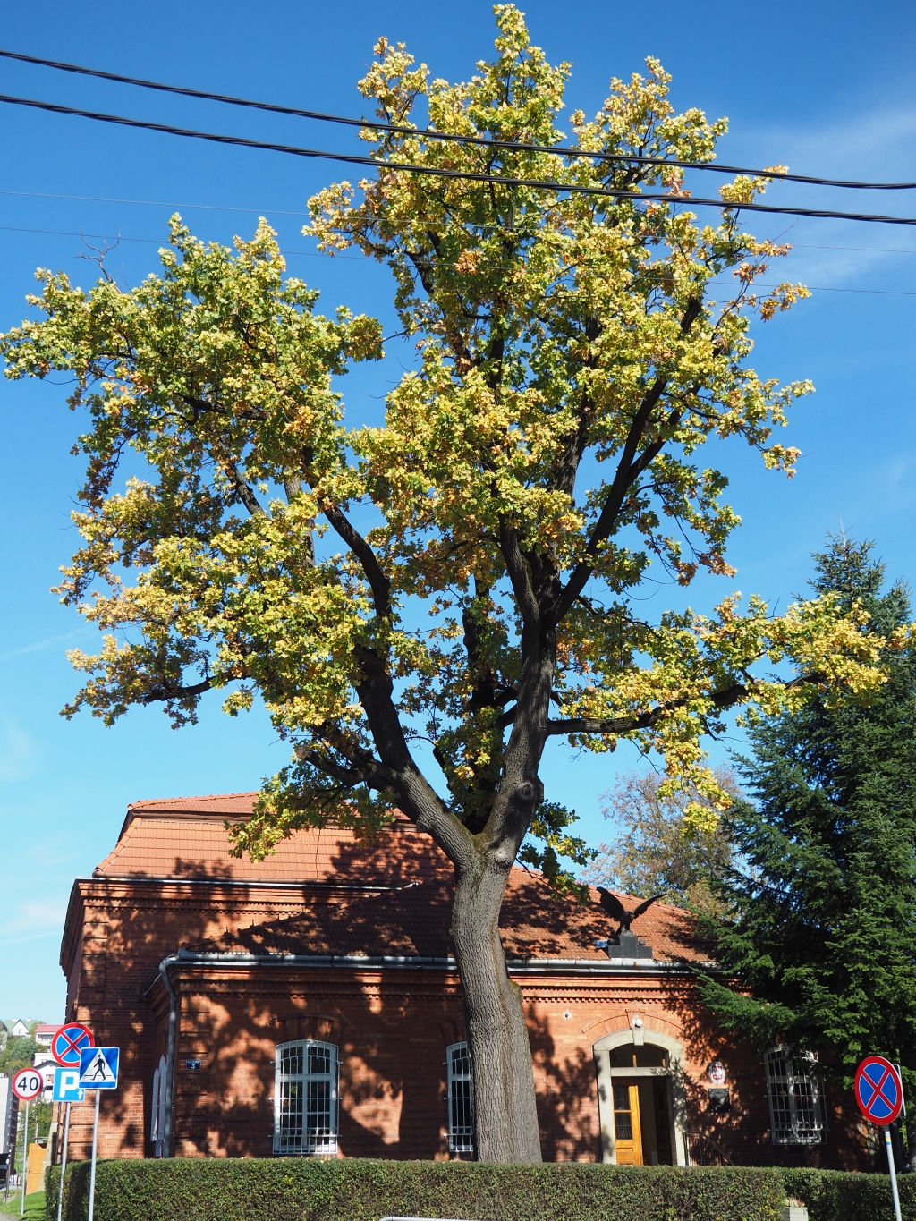 Dąb – pomnik przyrody